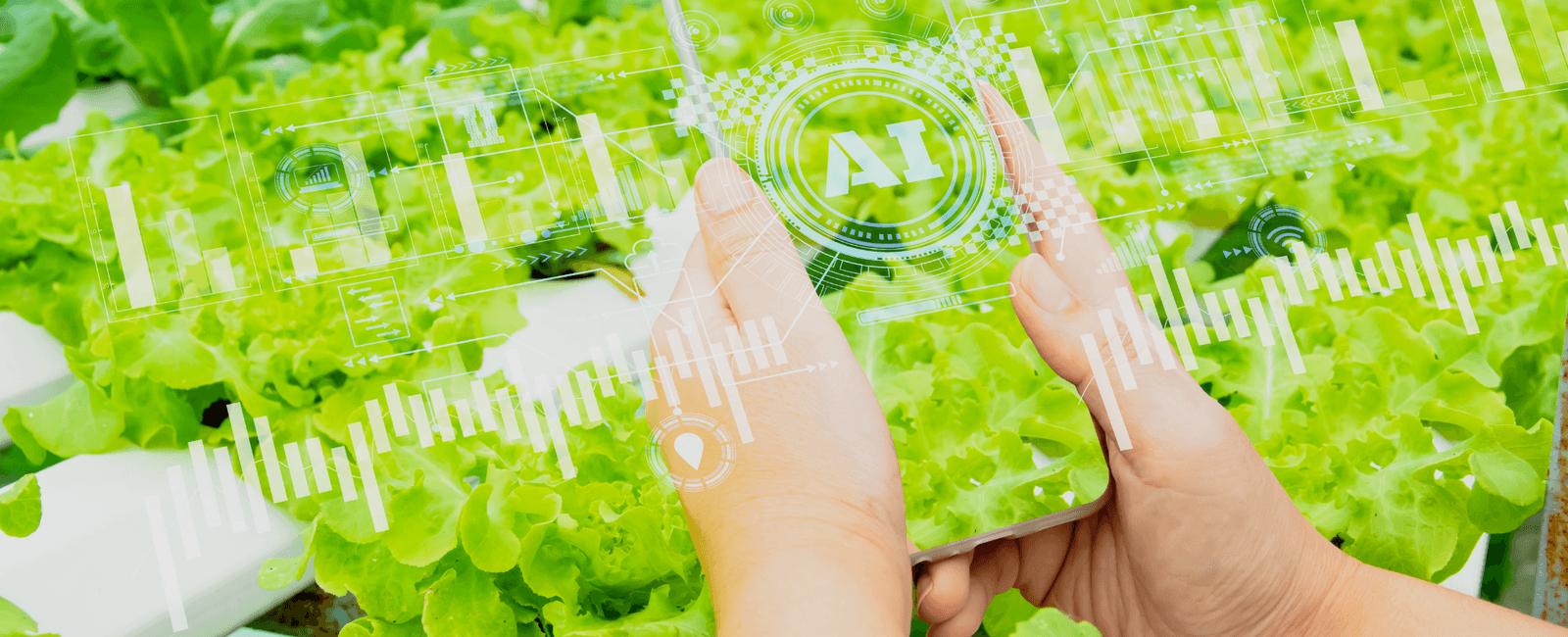 Using Co-one's Data Services for AI Development in Agriculture